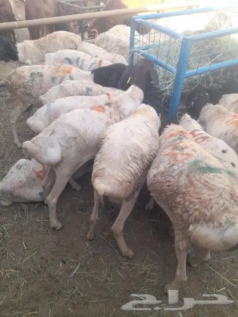 موقعنا الباحة الرياض تبوك الخرج مكة 22