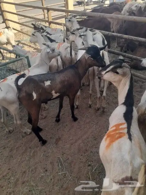 موقعنا الباحة الرياض تبوك الخرج مكة 19