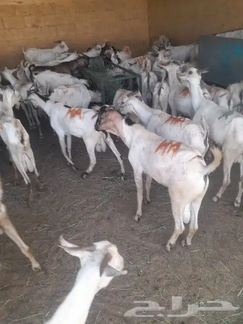 موقعنا الباحة الرياض تبوك الخرج مكة 14