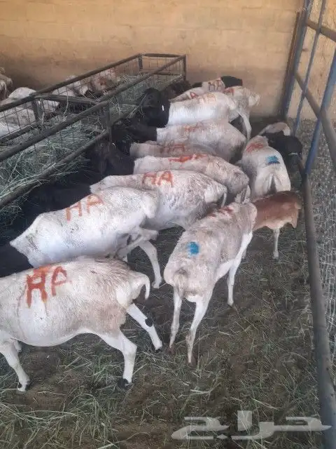 موقعنا الباحة الرياض تبوك الخرج مكة 28