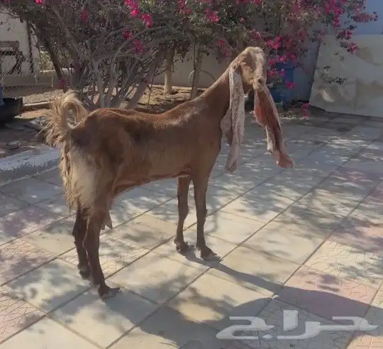 عنز حجازيه خصم وجرم ولون 0