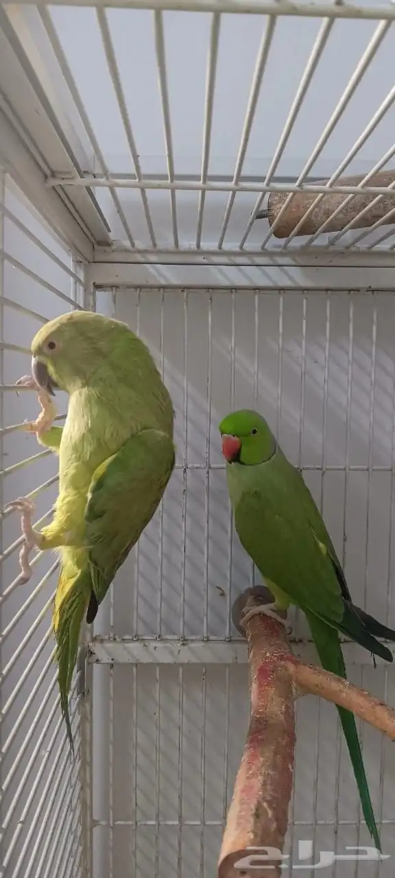 بغبغاء دره هندي 0