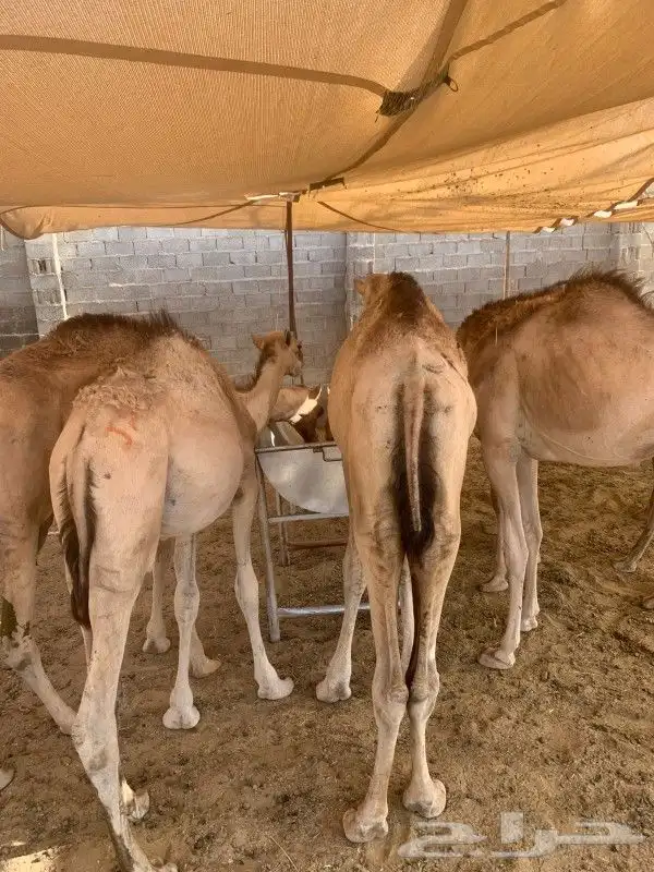 موقعنا الباحة الرياض تبوك الخرج مكة 0