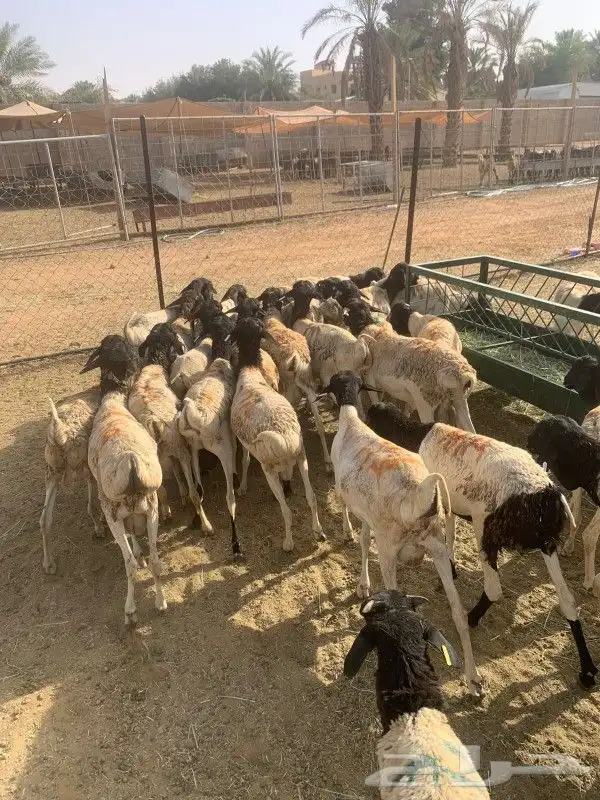 موقعنا الباحة الرياض تبوك الخرج مكة 26