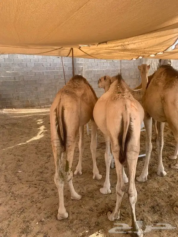 موقعنا الباحة الرياض تبوك الخرج مكة 2
