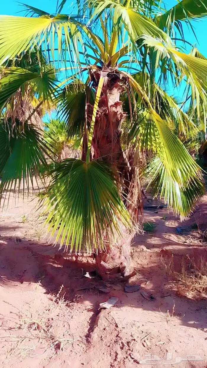 يوجد لدينا جميع انواع النخيل المثمرة وزينه 6