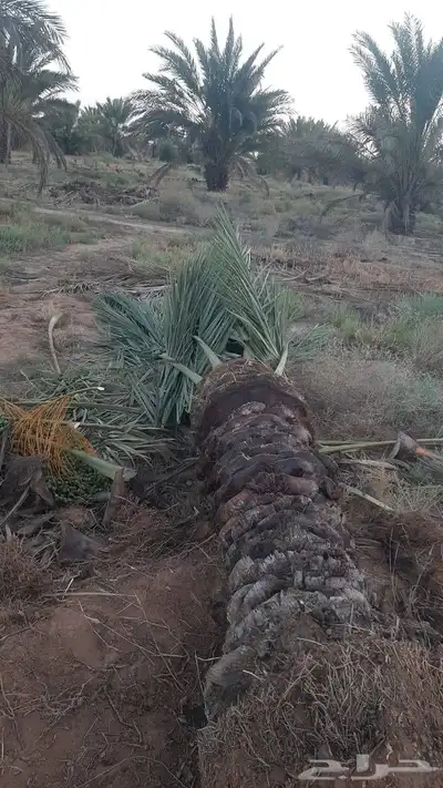 يوجد لدينا جميع انواع النخيل والشبوك 1