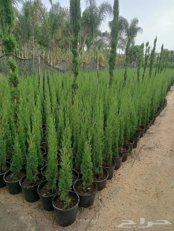 مزرعة الياسمين 6