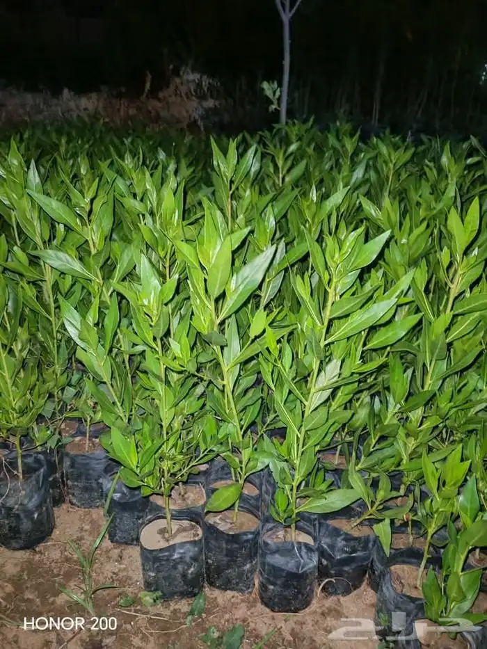 مزرعة الياسمين 1