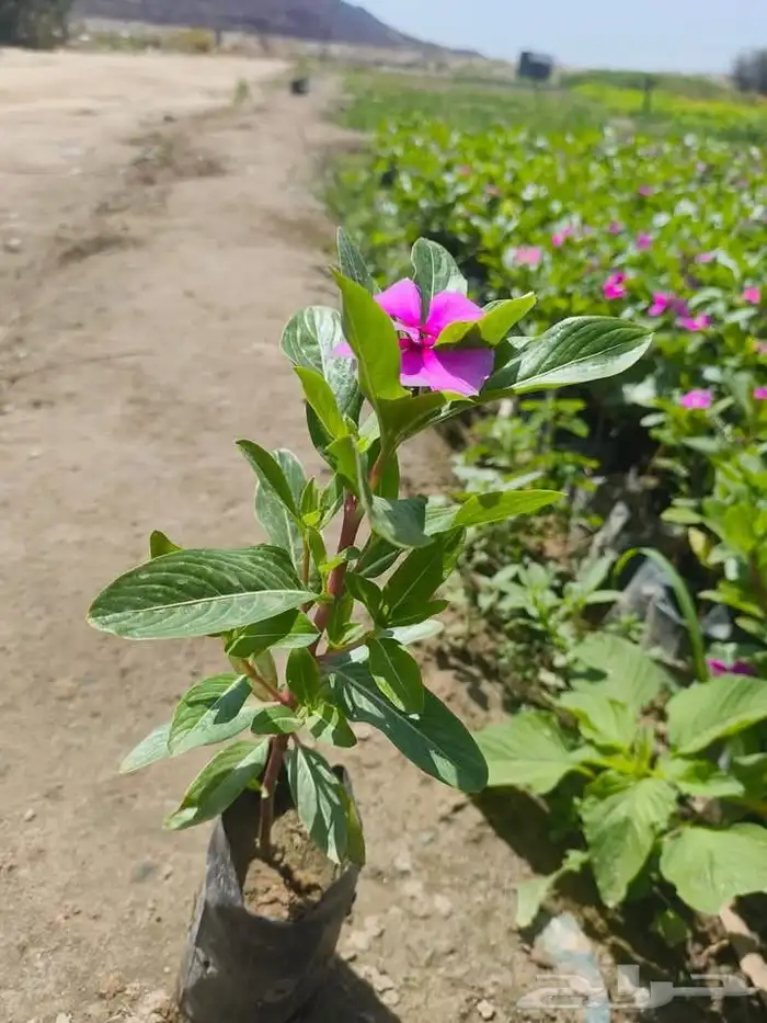 مزرعة الياسمين 3