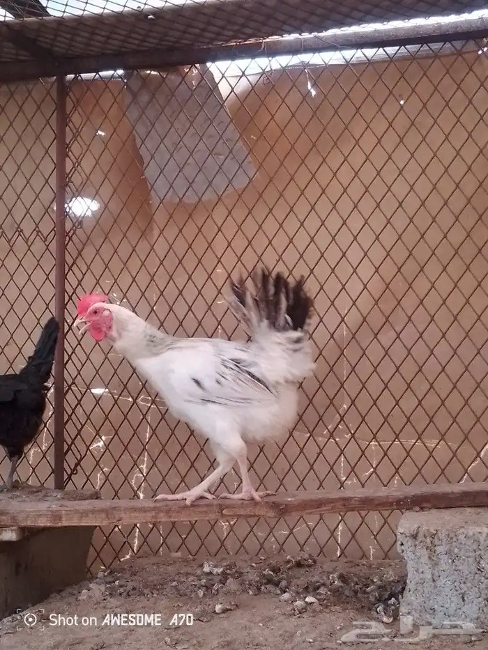 دجاجه فرنسيه بياضه 0