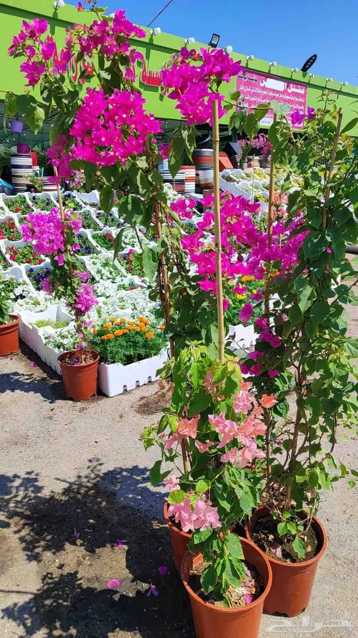 تنسيق حدائق فلل واسترحات 11