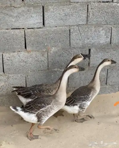وز عراقي اصيل للبيع 1