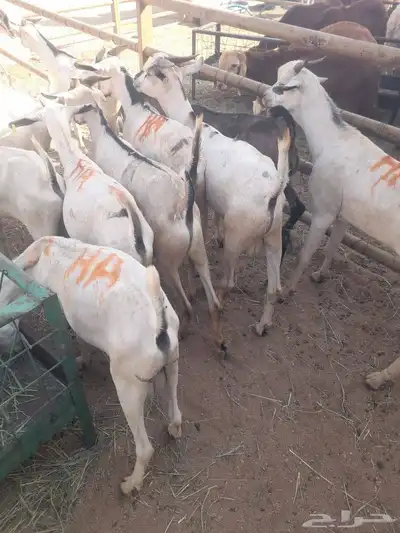 تيوس وبرابر صومالية وسواكن ونعيمي أردني مرابي 0