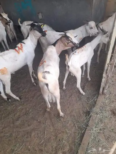 تيوس وبرابر صومالية وسواكن ونعيمي أردني مرابي 1