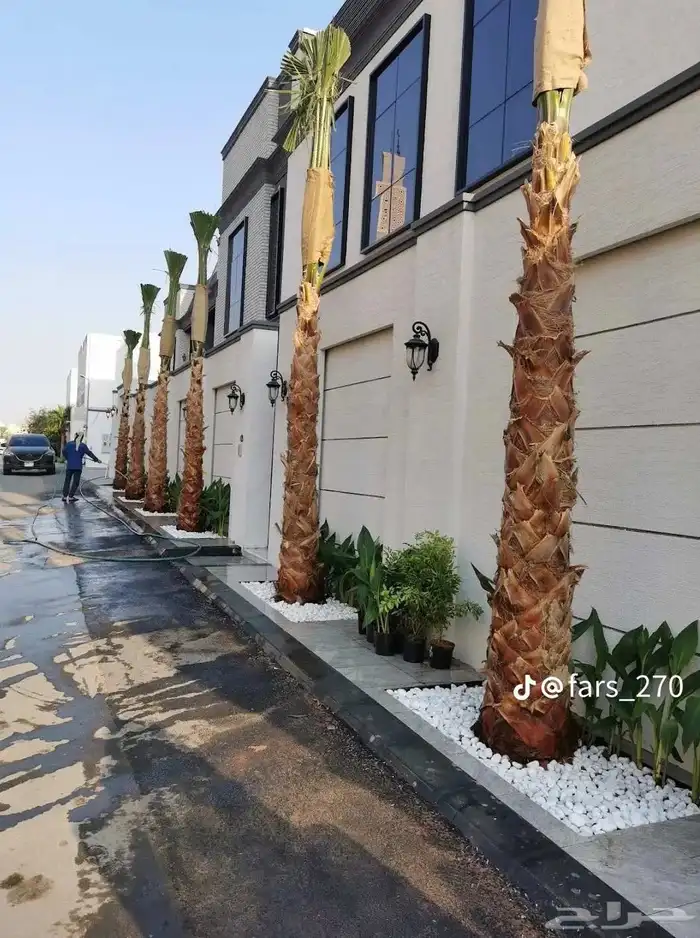 يوجد لدينا نخل عربي واشنطني خلاص ملوكي روثانا برحي سكري نبوت 8