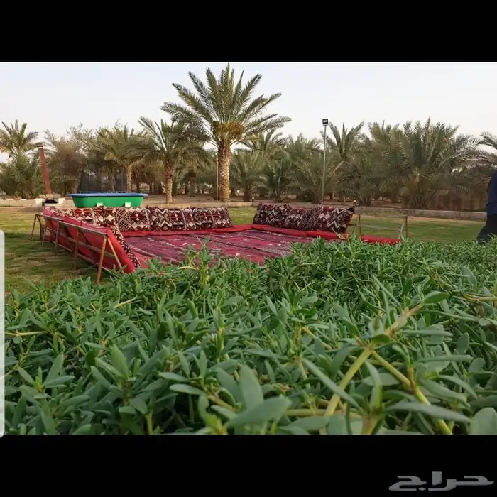 مزرعة واستراحة الريف للايجار اليومي القصيم 13