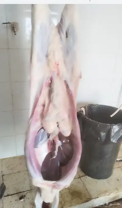 سواكني مربى تربيه صحيحه علي اعلاف طبيعيه والكتاب من عنوانه 4