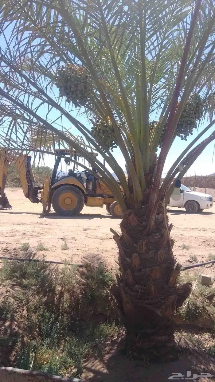 نخل نقايل من متر الى متر ونص روثانا وبرني للبيع 2