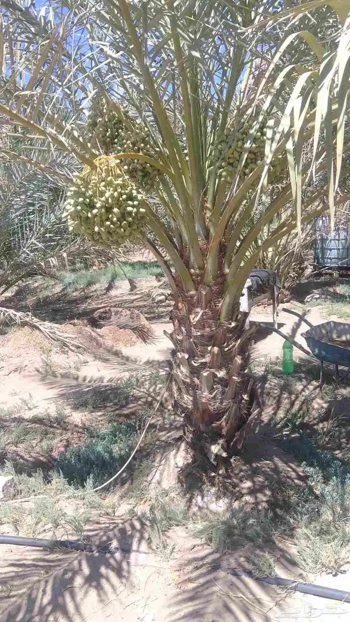 نخل نقايل من متر الى متر ونص روثانا وبرني للبيع 8