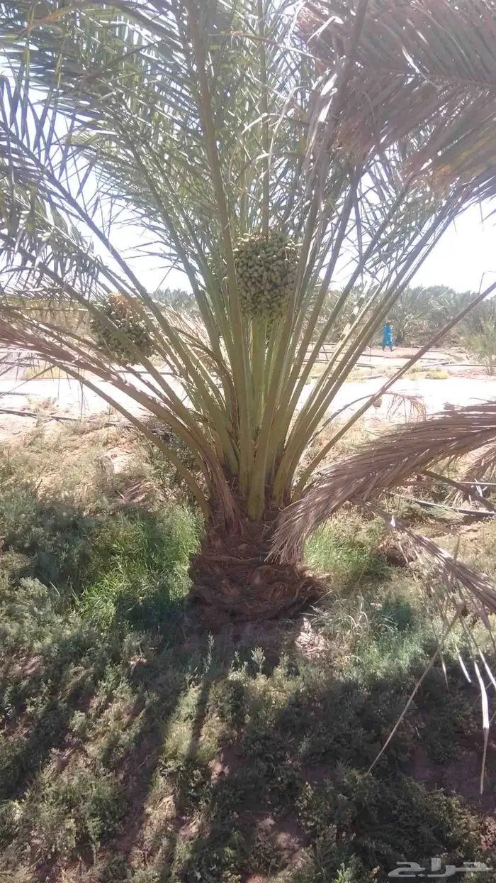 نخل نقايل من متر الى متر ونص روثانا وبرني للبيع 6