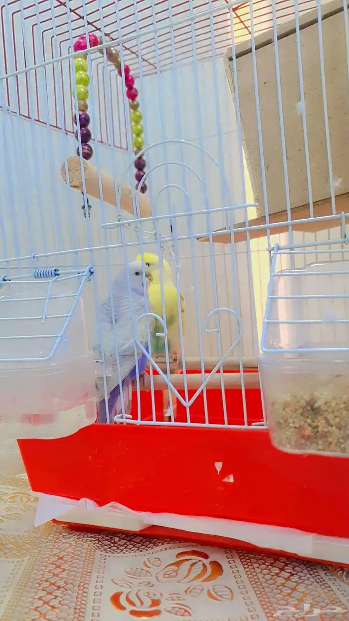 زوج عصافير بادجي 1