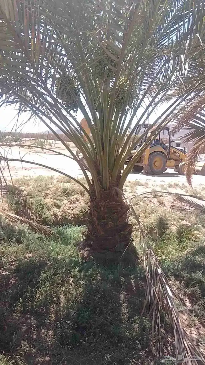 نخل نقايل من متر الى متر ونص روثانا وبرني للبيع 4