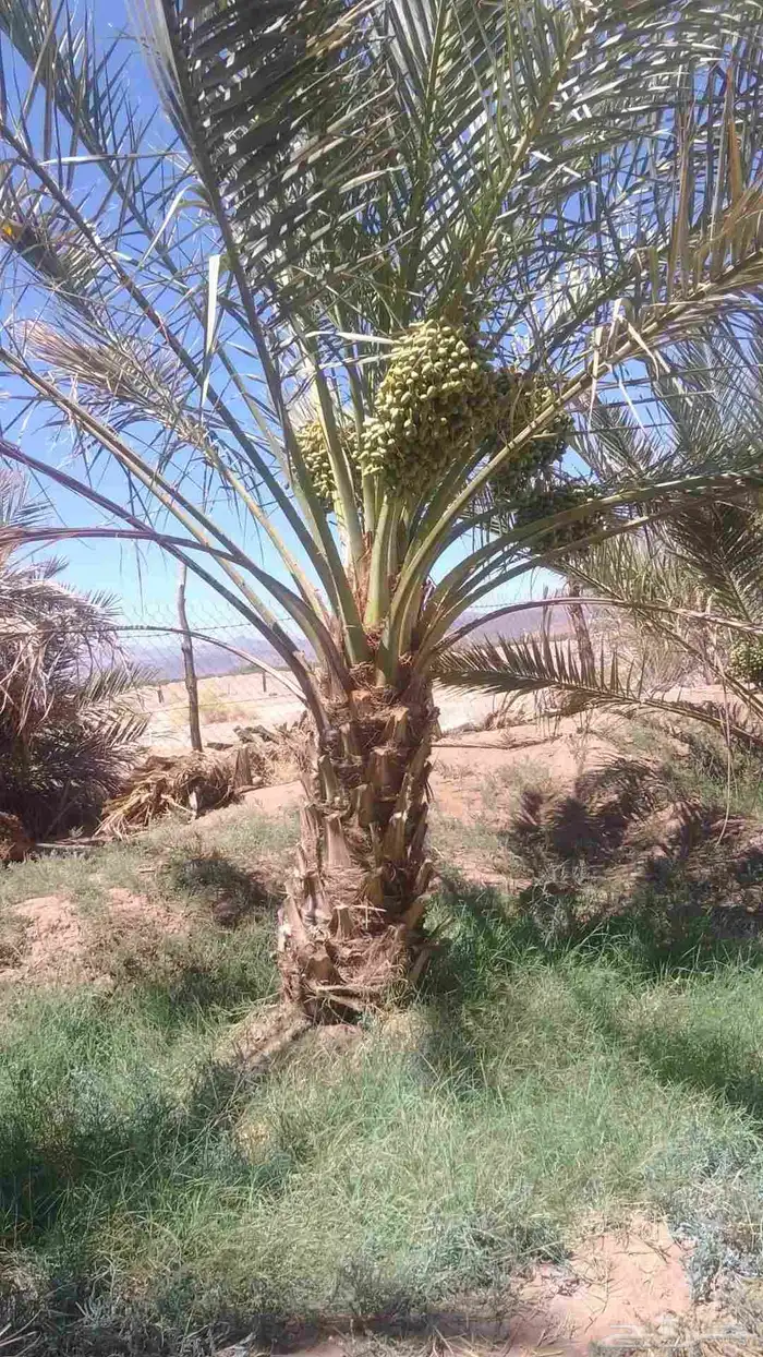 نخل نقايل من متر الى متر ونص روثانا وبرني للبيع 0