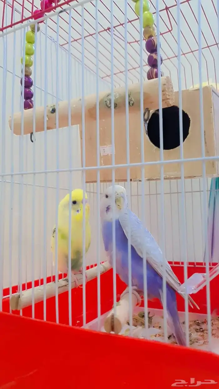 زوج عصافير بادجي 0