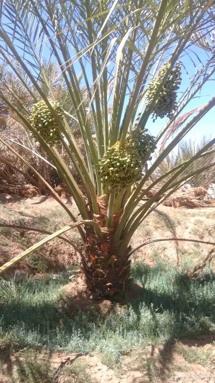 نخل نقايل من متر الى متر ونص روثانا وبرني للبيع 1