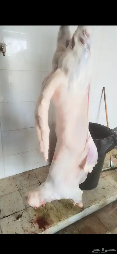 سواكني مربى تربيه صحيحه علي اعلاف طبيعيه والكتاب من عنوانه 0