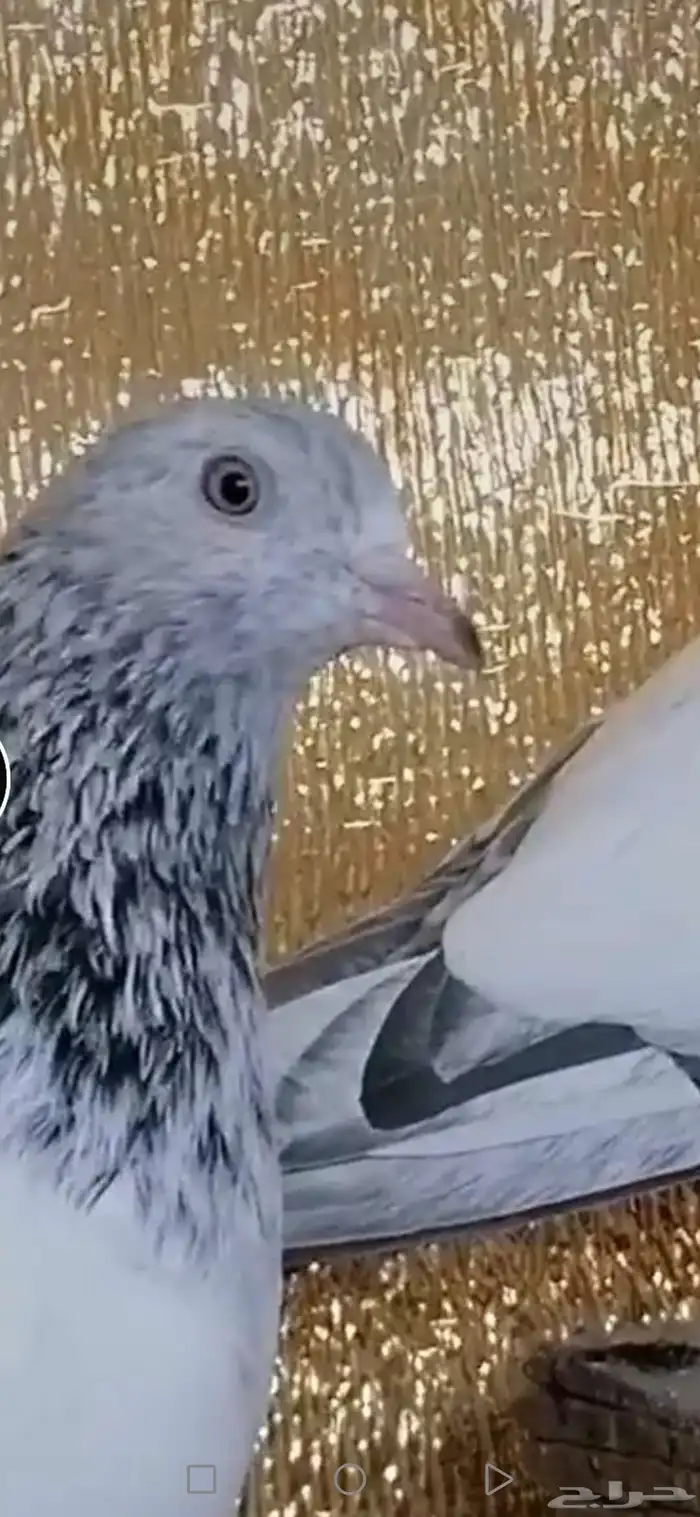 زوج قولدن 2