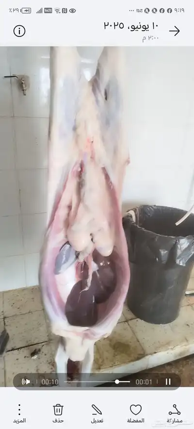 سواكني مربى تربيه صحيحه علي اعلاف طبيعيه والكتاب من عنوانه 5
