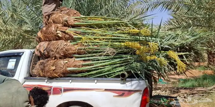 نخيل  الرياض  المزاحميه  الخرج  شقراء  الدوادمي 3