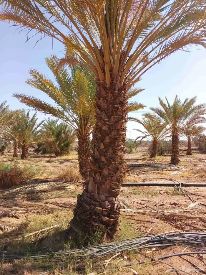 يوجد لدينا نخل عربي واشنطني خلاص ملوكي روثانا برحي سكري نبوت 4
