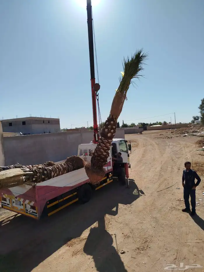 يوجد لدينا نخل عربي واشنطني خلاص ملوكي روثانا برحي سكري نبوت 1