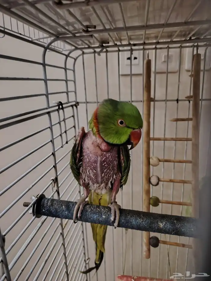 للبيع ذكر دره اليف سابقا للانتاج 0