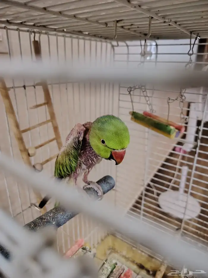 للبيع ذكر دره اليف سابقا للانتاج 1