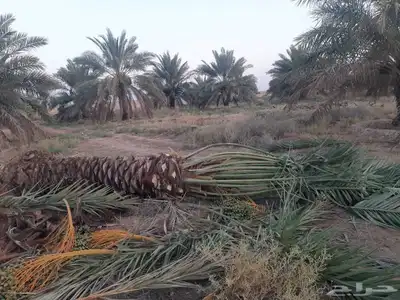 يوجد لدينا جميع انواع تركيب الشبوك من جلفا عادي شايك05070963 6
