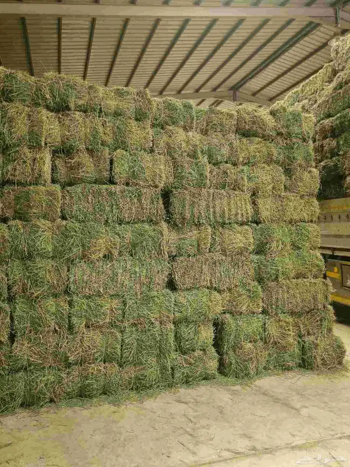 برسيم صافي شد 90 برسيم نظيف وزن ورق ناعم 1