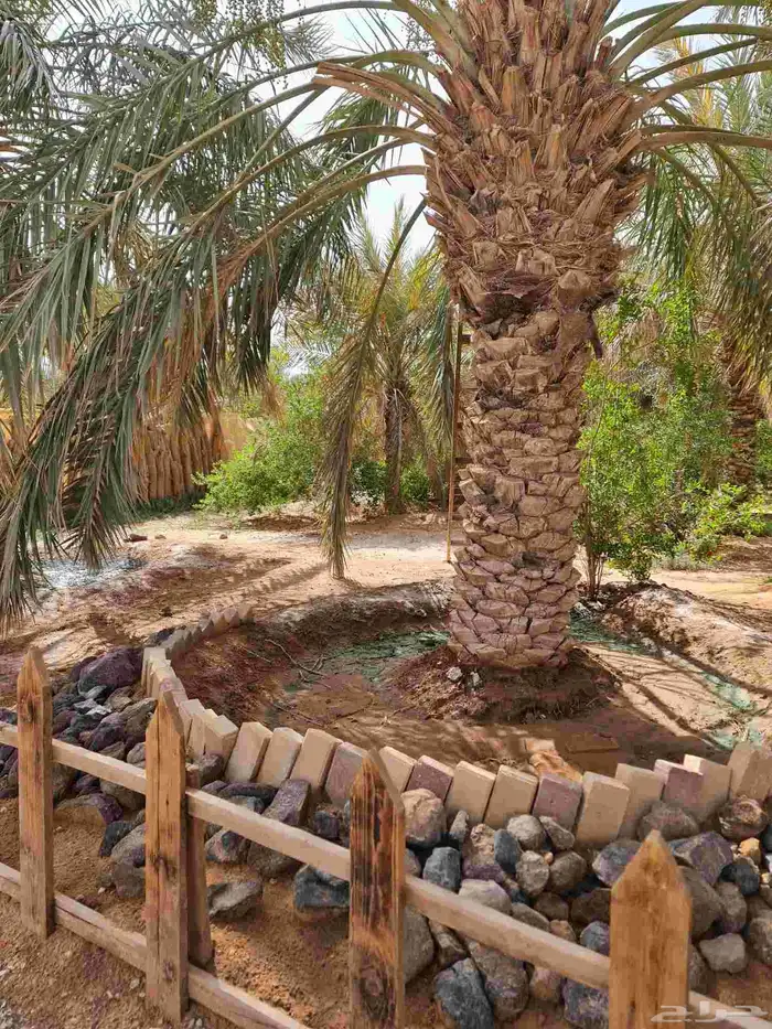 مزرعة واستراحة الريف للايجار اليومي القصيم 6