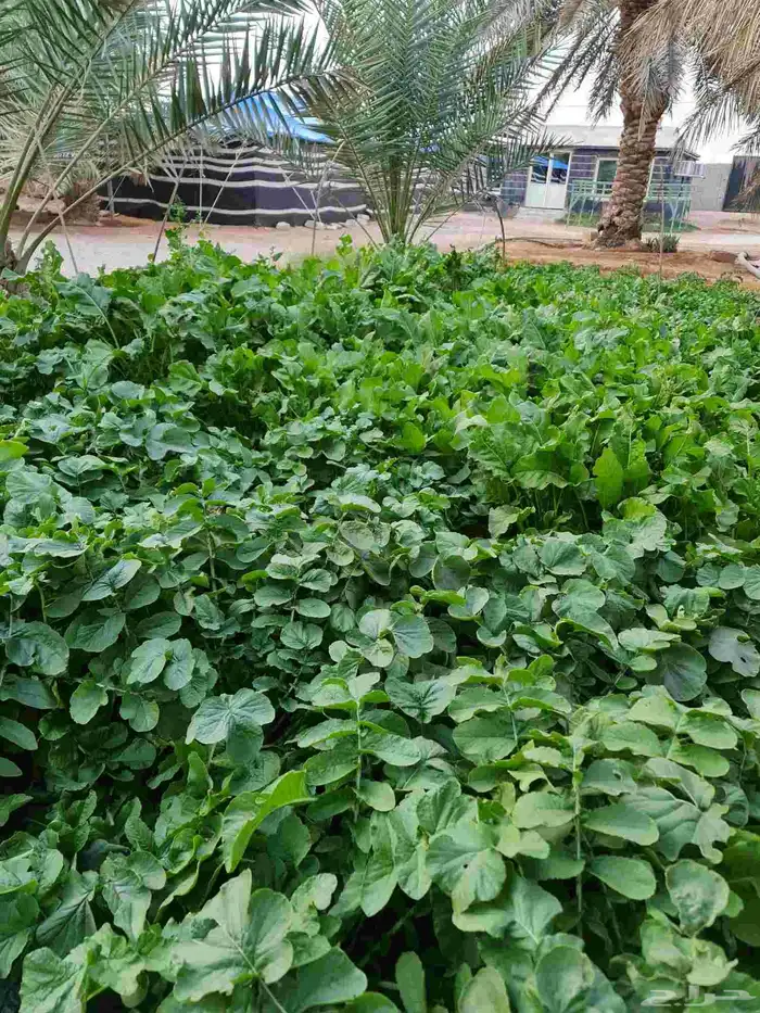 مزرعة واستراحة الريف للايجار اليومي القصيم 9