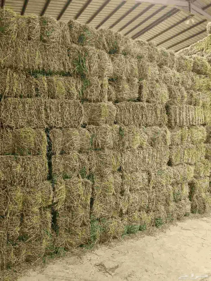 برسيم صافي شد 90 برسيم نظيف وزن ورق ناعم 3