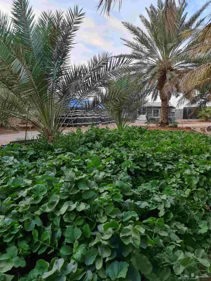 مزرعة واستراحة الريف للايجار اليومي القصيم 7