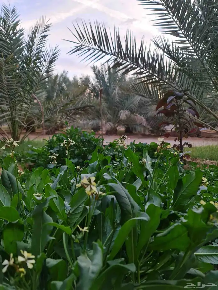 مزرعة واستراحة الريف للايجار اليومي القصيم 8