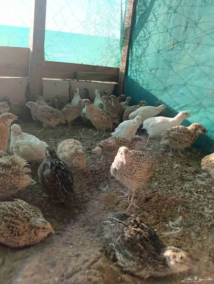 سمان فري 1