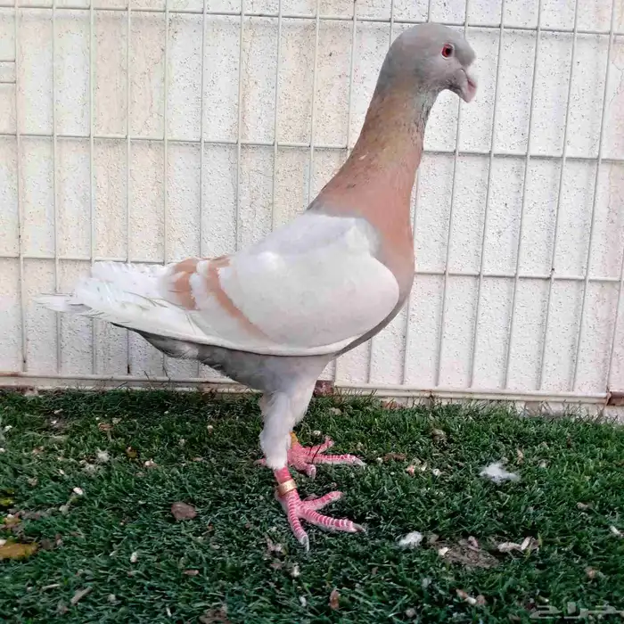 فحل هومر كريمي بار تم البيع 2