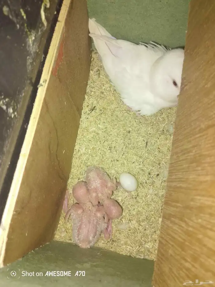 جوز روز البينو عيون حمر منتج  تم البيع 0