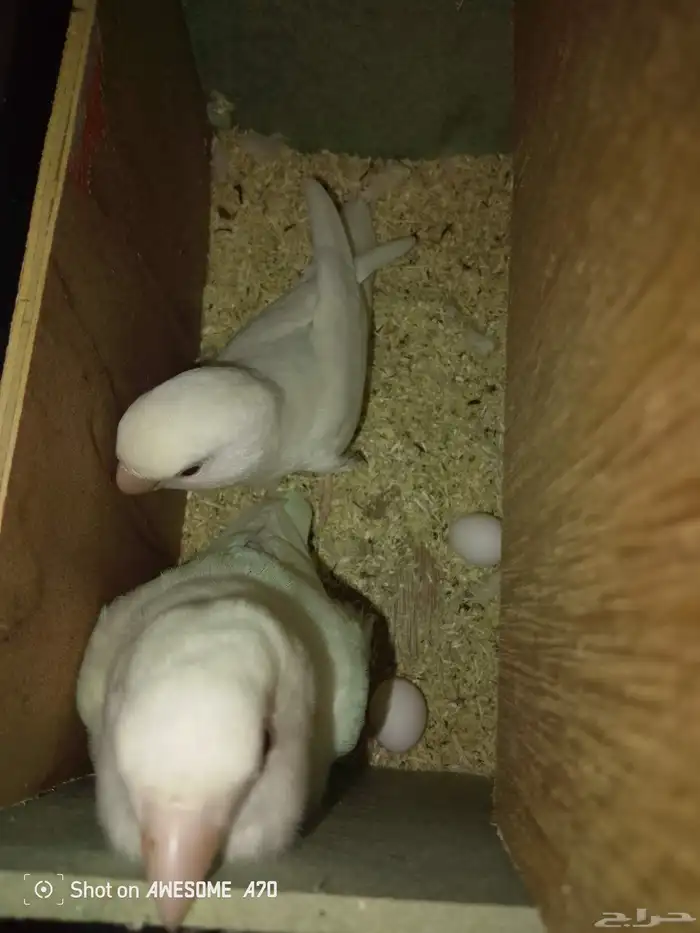 جوز روز البينو عيون حمر منتج  تم البيع 1