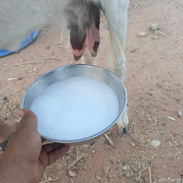 لبن ماعز 0